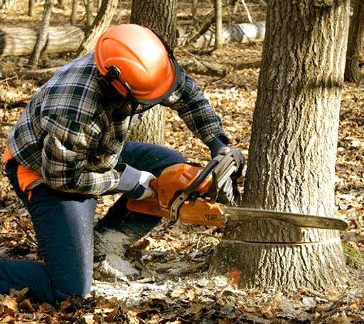 Tree Removal in Itasca, TX
